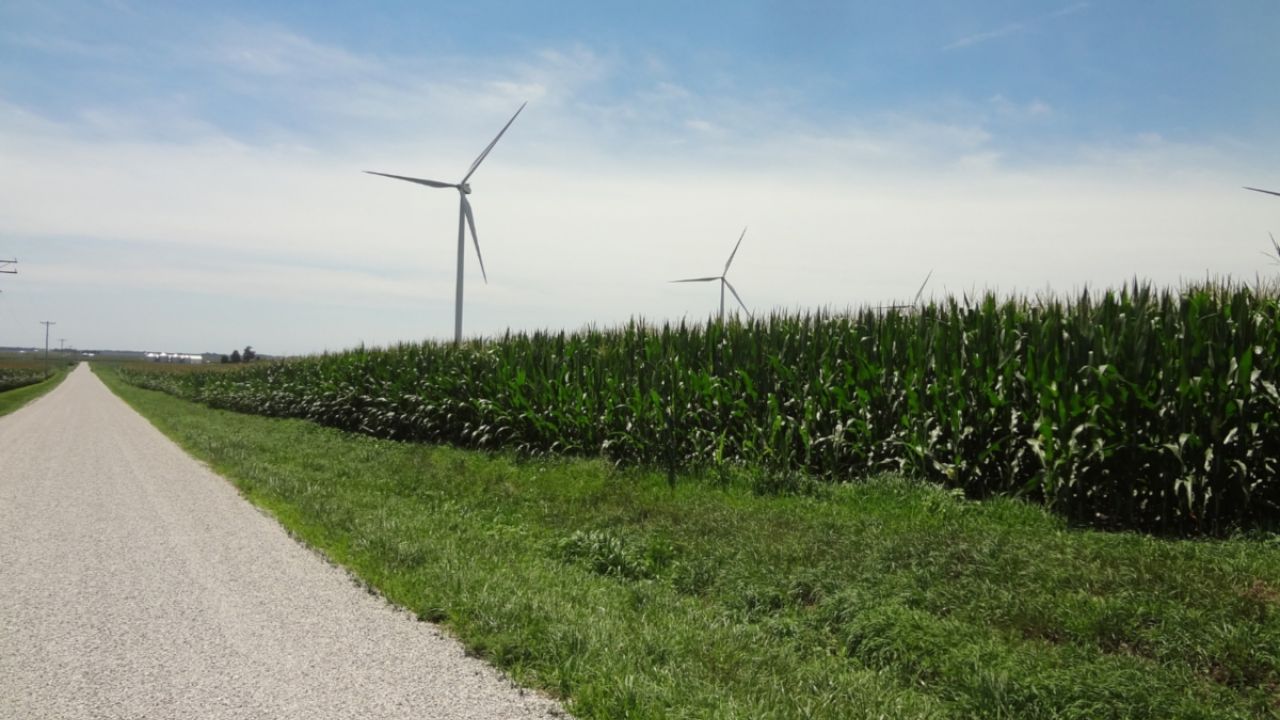 Windmills in a field